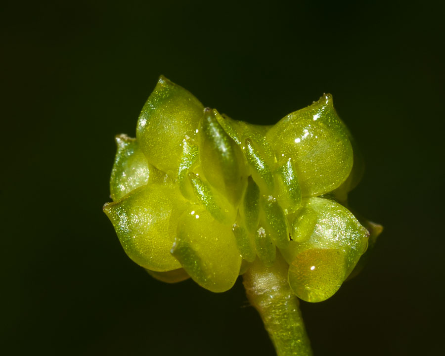 Ranunculus autunnale